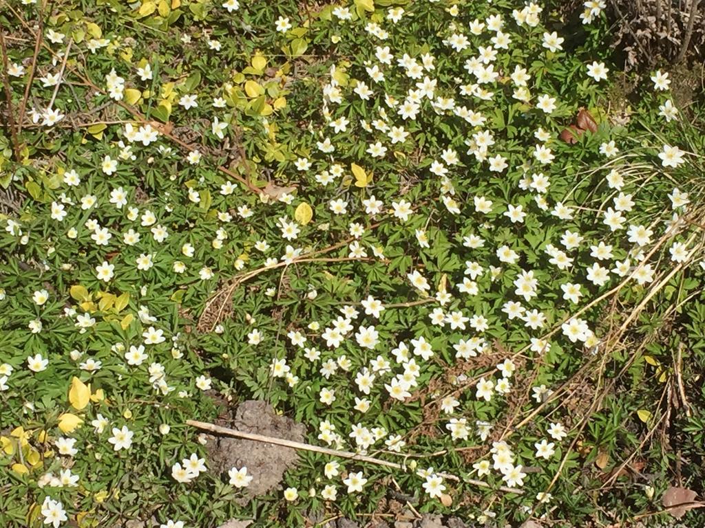Borgdala Stugor Odkarby Exterior photo